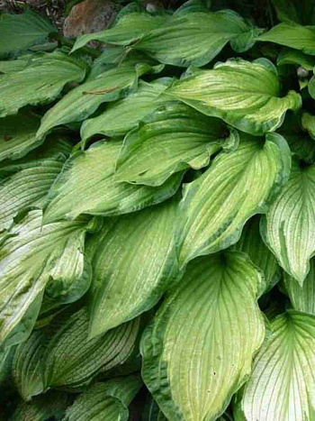 Хоста Albopicta