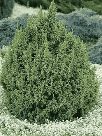 Можжевельник чешуйчатый Loderi