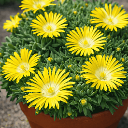 Делосперма скрученная Golden Nugget