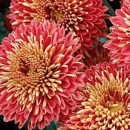 Хризантема Сударушка 2