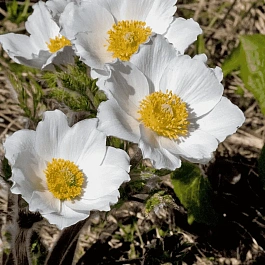 Прострел Альпийский Sulphurea
