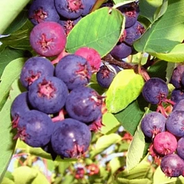 Ирга канадская Mandan