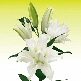 Лилия Roselily Eleonora