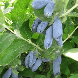 Жимолость плодовая Славянка