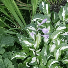 Хоста Mediovariegata