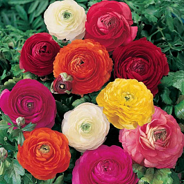 Лютик азиатский смесь окрасок