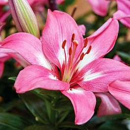 Лилия азиатская Розалин НАБОР 2ШТ (2+2)