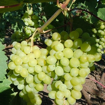 Виноград плодовый Русский янтарь
