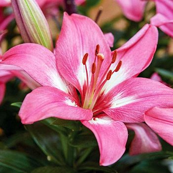 Лилия азиатская Розалин НАБОР 2ШТ (2+2)