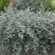 Ива ползучая Green Carpet
