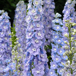 Дельфиниум тихоокеанский Гуневер НАБОР 2ШТ (1+1)