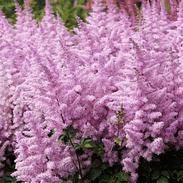 Астильба Арендса Ice Cream