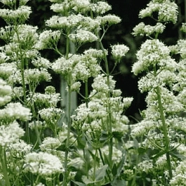 Кентрантус красный Albus