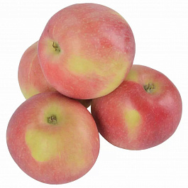 Яблоня Слава Победителям Яблоня Слава Победителям