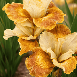 Ирис сибирский Sun Grooves