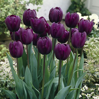 Тюльпан Триумф Дип Пёпл Рок