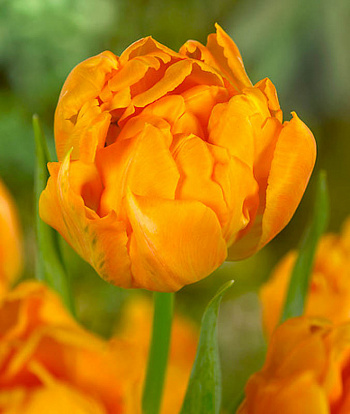 Тюльпан махровый ранний Орка