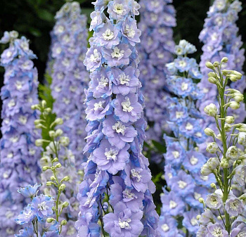 Дельфиниум тихоокеанский Гуневер НАБОР 2ШТ (1+1)