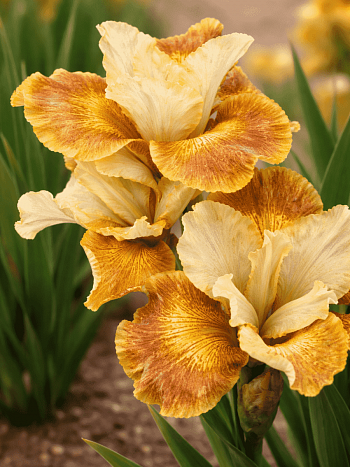 Ирис сибирский Sun Grooves