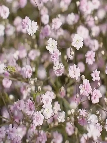 Гипсофила тихоокеанская Pink 