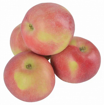 Яблоня Слава Победителям