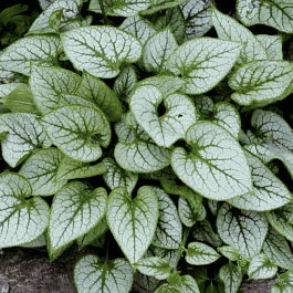 Бруннера крупнолистная Sea Heart