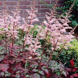 Астильба Арендса Колор Флэш