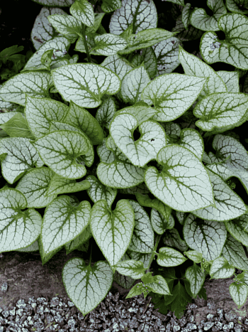 Бруннера крупнолистная Sea Heart