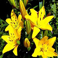 Лилия Yellow County
