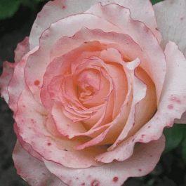 Роза чайно-гибридная Duett