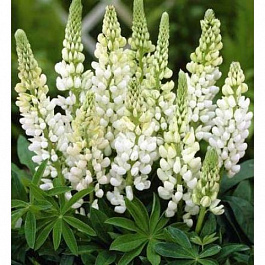 Люпин многолистный Аист белый