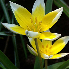 Тюльпан ботанический поздний