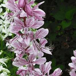 Ясенец белый Purpureus