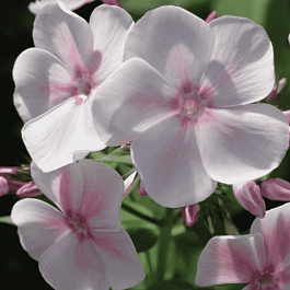 Флокс метельчатый Изабель