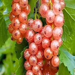 Смородина красная Роза Чаир