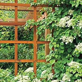 Гортензия плетистая Petiolaris