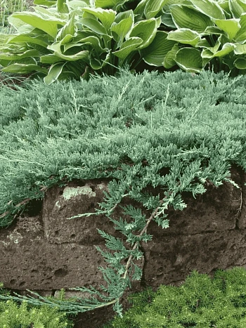 Можжевельник горизонтальный Wiltonii