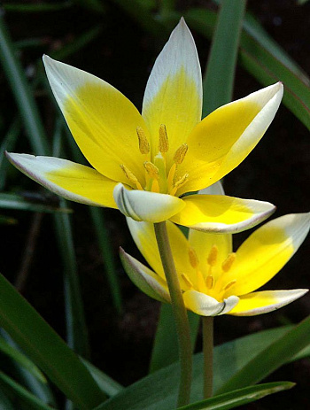 Тюльпан ботанический поздний