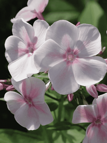 Флокс метельчатый Изабель