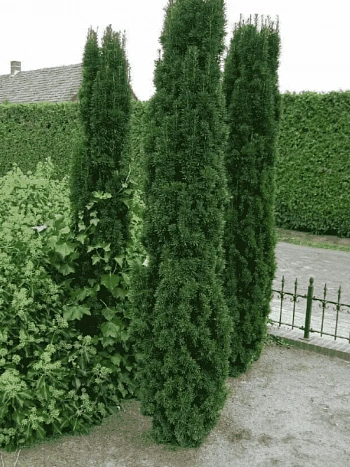 Тис ягодный Fastigiata Robusta