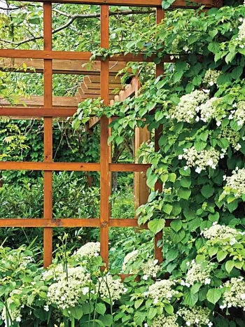 Гортензия плетистая Petiolaris