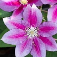Клематис гибридный Hania