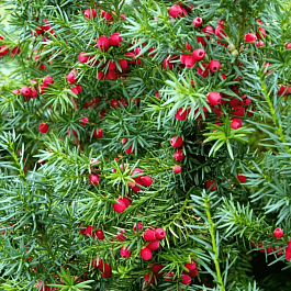 Тис ягодный