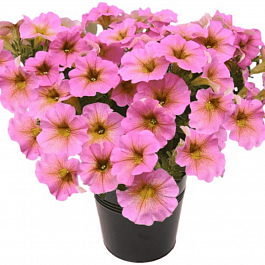 Петхоа Beautical Sunray Pink