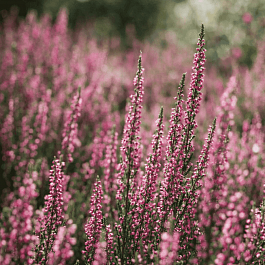 Вереск Patricia