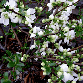 Айва превосходная Jet Trail