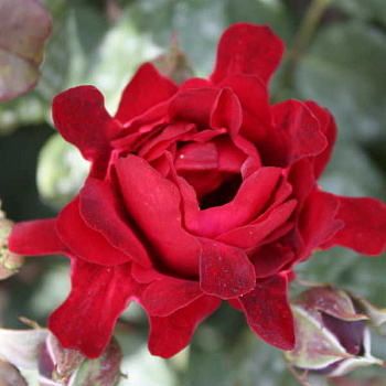 Роза флорибунда Раффлс Индиан Раффлс