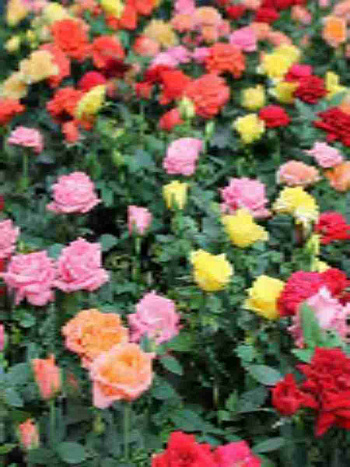 Роза Гибридная Mix