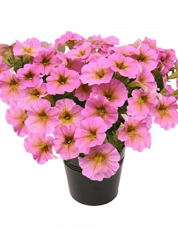 Петхоа Beautical Sunray Pink