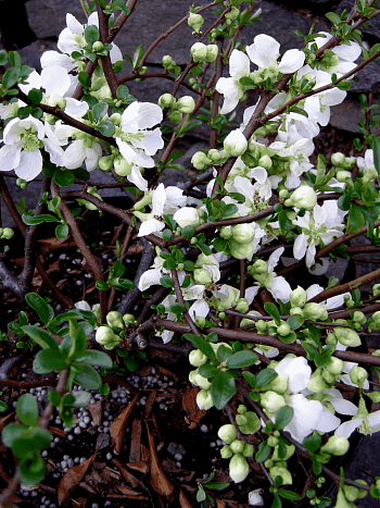 Айва превосходная Jet Trail